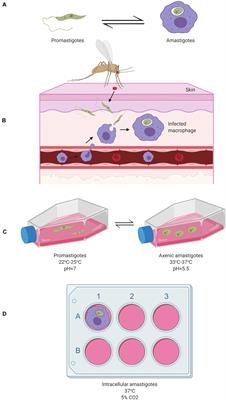 Advances in Understanding Leishmania Pathobiology: What Does RNA-Seq Tell Us?